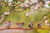 Foto: Vögel sitzen auf einem Ast im Hintergrund sind Blüten